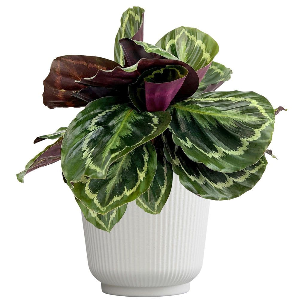 Calathea Medallion Peacock Plant, 6 in. White Decorative Pot, Pet Friendly Calathea Plant, Live Indoor House Plant Gift price history on PriceWatchPro