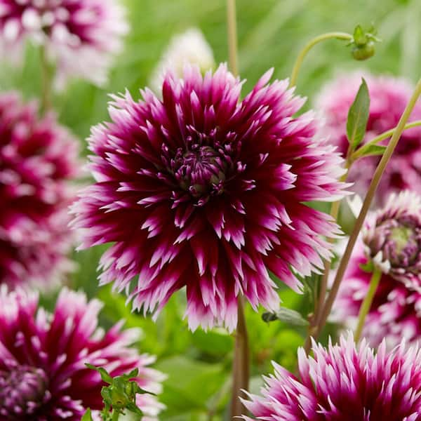 Vigoro Alauna Clair-Obscur Fimbriata Dahlia Flower Bulbs, Bare Roots (Bag of 4)