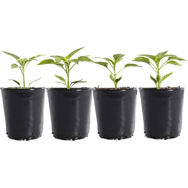 Plants by Post 1 Gal. Green Bell Pepper Plant (4-Pack)