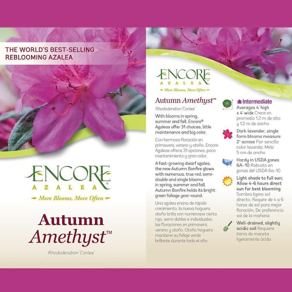 ENCORE AZALEA 5 Gal. Autumn Amethyst Azalea Shrub with Small