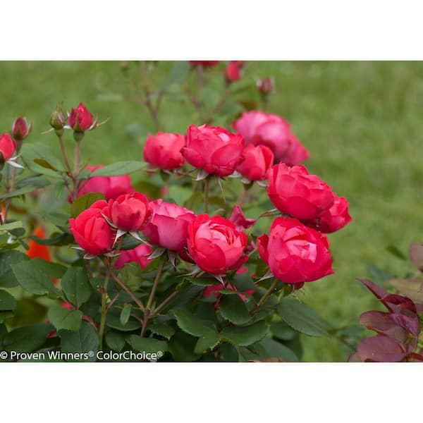 PROVEN WINNERS 1 Gal. Oso Easy Double Red Landscape Rose (Rosa) Live Shrub, Red Flowers