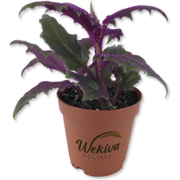 Wekiva Foliage 2 in. Purple Passion Plant Royal Velvet Plant Live