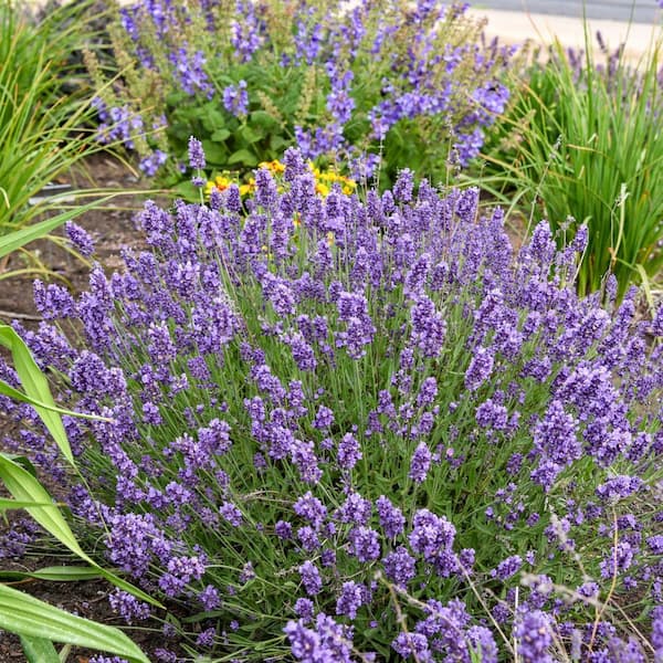 0.65 Gal. 'Summer Serenade' Lavender (Lavandula angustifolia) Live Perennial Plant with Purple Flowers