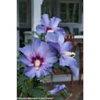 1 Gal. Azurri Blue Satin Rose of Sharon (Hibiscus) Live Shrub, Blue Flowers