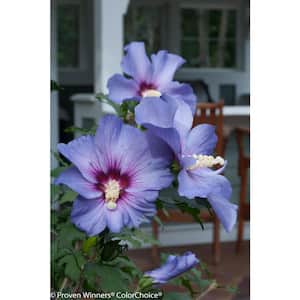 1 Gal. Azurri Blue Satin Rose of Sharon (Hibiscus) Live Shrub, Blue Flowers