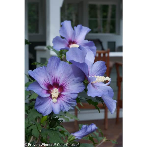 PROVEN WINNERS 1 Gal. Azurri Blue Satin Rose of Sharon (Hibiscus) Live Shrub, Blue Flowers