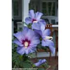 4.5 in. Qt. Azurri Blue Satin Rose of Sharon (Hibiscus) Live Shrub, Blue Flowers