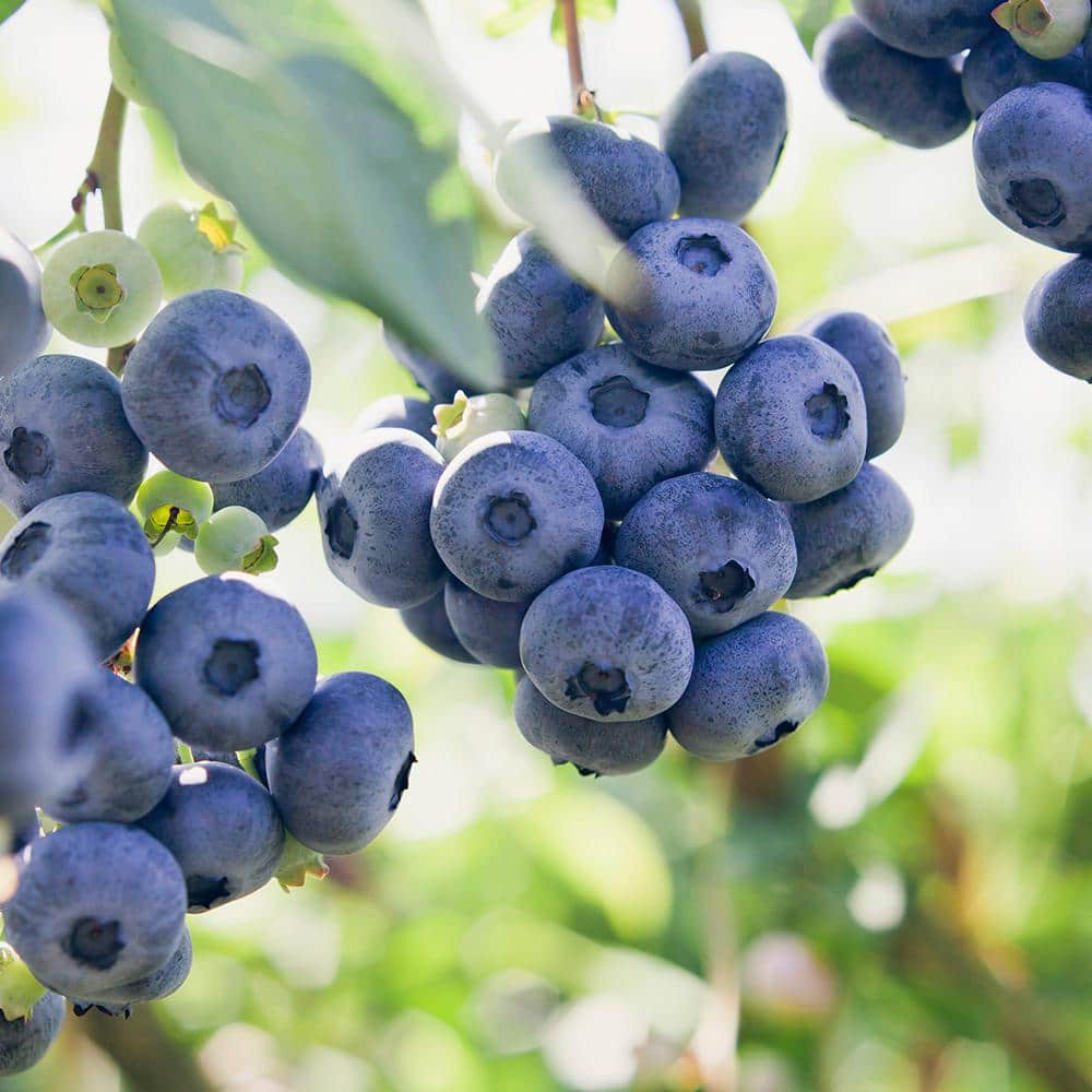 Order Family Tree Farms Jumbo Ultra-Premium Blueberries