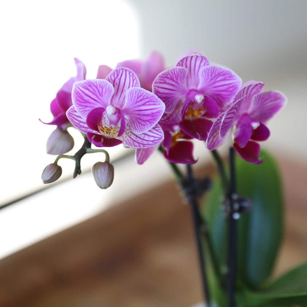 Pink Mini Orchid in White Ceramic Pot, 6-10"