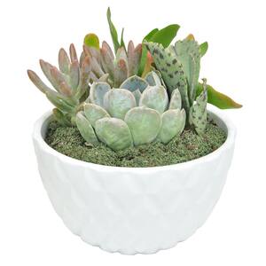 6 in. White Ceramic Cacti and Succulent Garden