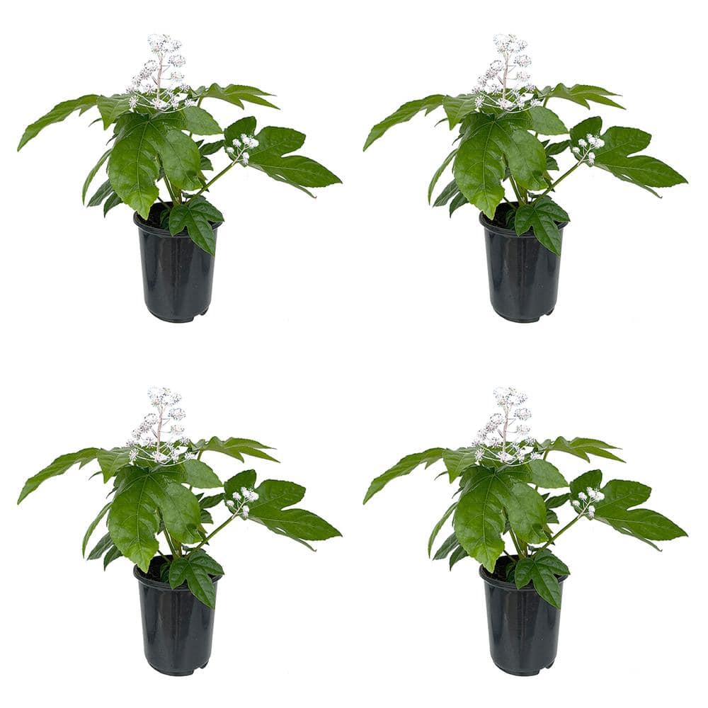 2.5 qt. Fatsia japonica Perennial Plant with White Flowers-4 Pack