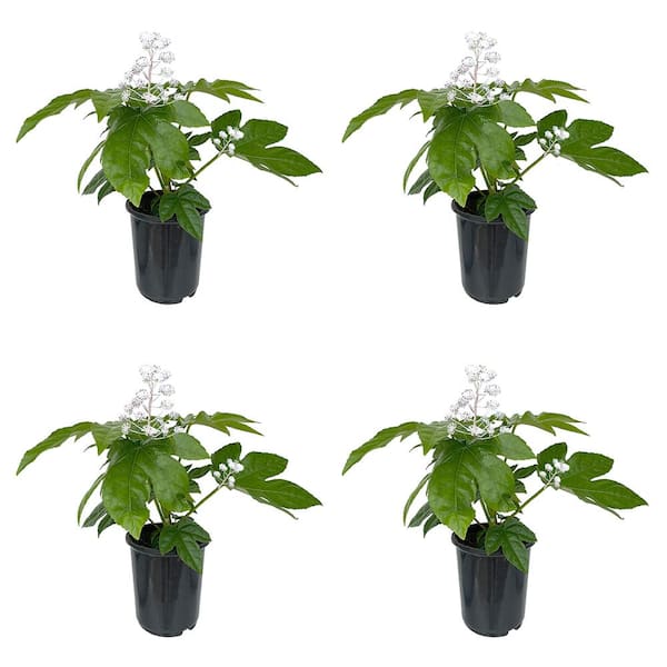 Unbranded 2.5 qt. Fatsia japonica Perennial Plant with White Flowers-4 Pack