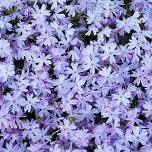 Blue Creeping Phlox Blue Flowering Groundcover Perennial Live Bareroot Plant (3-Pack)