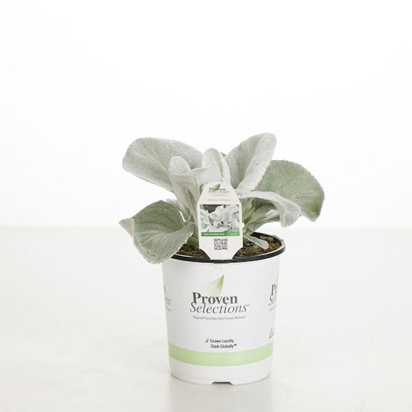 Proven Winners 4.5 in. Qt. Angel Wings Sea Cabbage (Senecio Candicans) Live Annual Plant with Silver Foliage