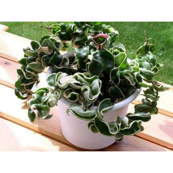 Hoya Hindu Rope