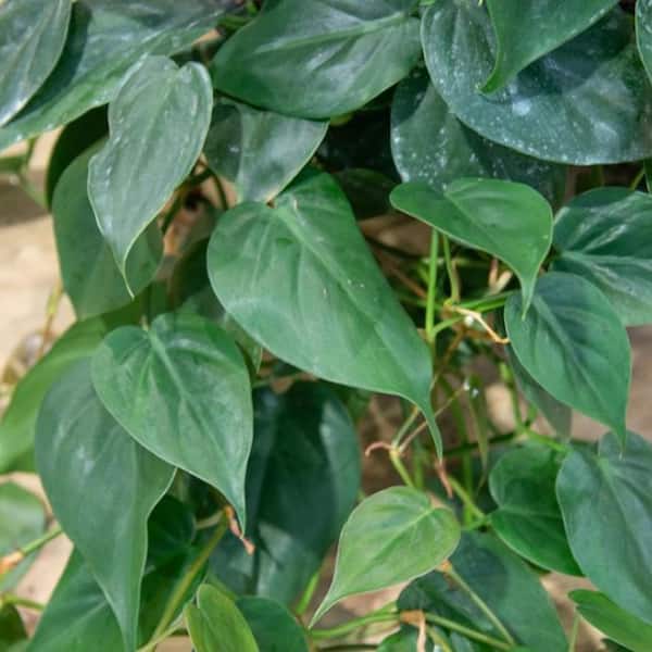 Wekiva Foliage Sweetheart Philodendron Hanging Basket-Live Plant in an 8  Inch Hanging Basket-Philodendron Cordatum-Houseplant SweePhil8x1 - The Home  Depot