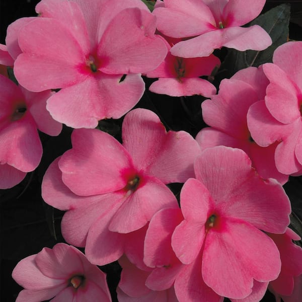 Vigoro 1.71 Pint Pink New Guinea Impatiens Plant