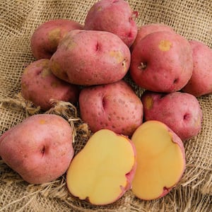 2 lbs. Seed Potato Red Gold Package