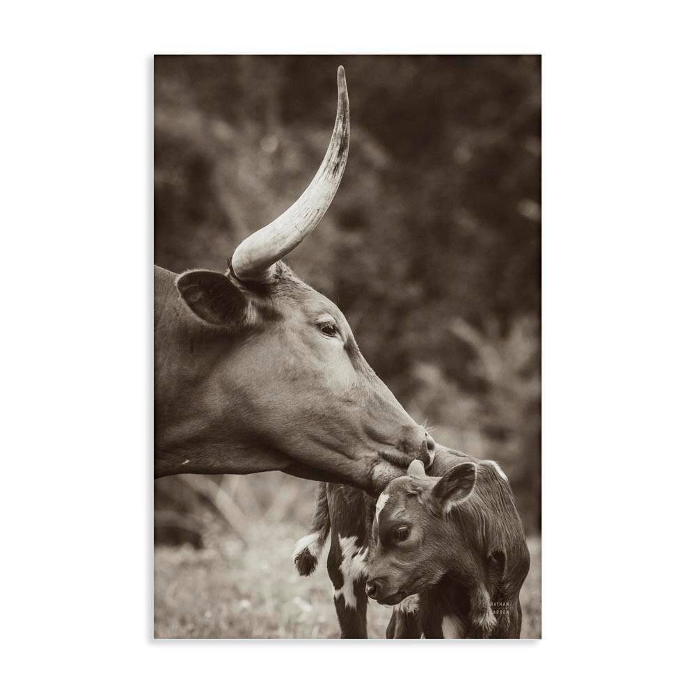 Longhorn Kissing Baby by Nathan Larson Unframed Animal Graphic Art Print 24 in. x 16 in. price history on PriceWatchPro