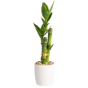 Mini Lucky Bamboo Indoor Plant in 2.5 in. White Ceramic Pot, Avg. Shipping Height 7 in. Tall