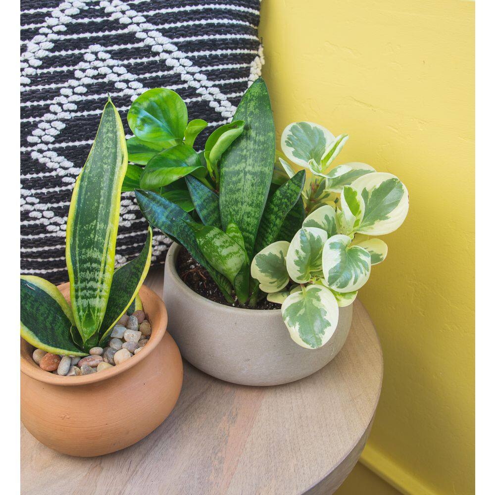 Eco-Friendly 4-Pack Assorted Foliage Indoor/Outdoor Plant Set in Black Plastic Pots
