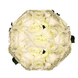 100 Stems of Pure White Polo Roses Fresh Flower Delivery