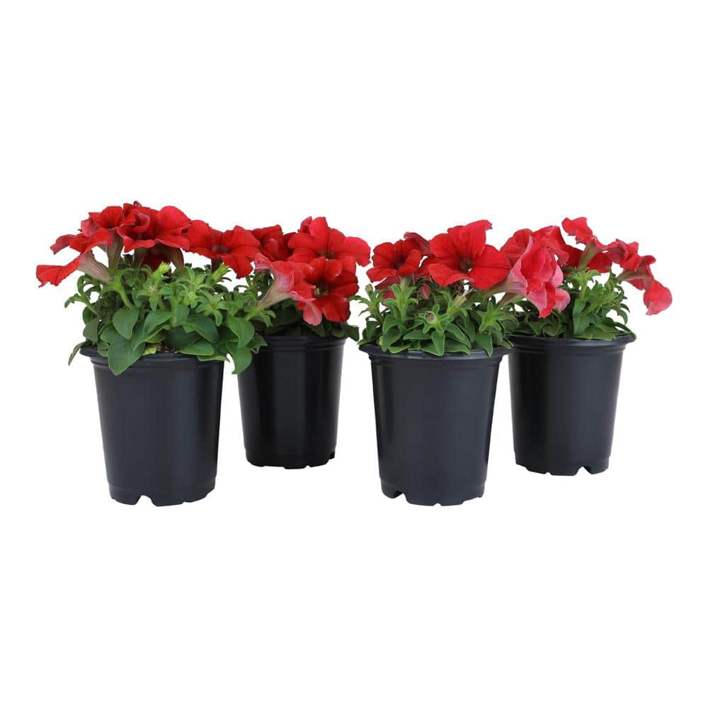 Red Petunia Flowering Plants in Black Pots 4-Pack
