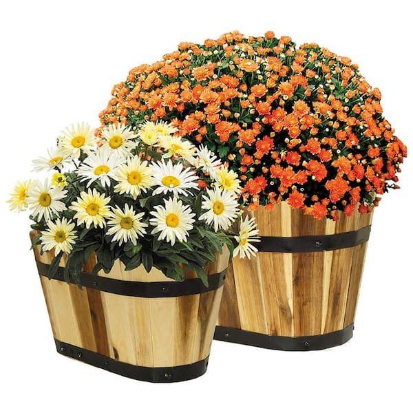 Oval Barrel Planter, Acacia