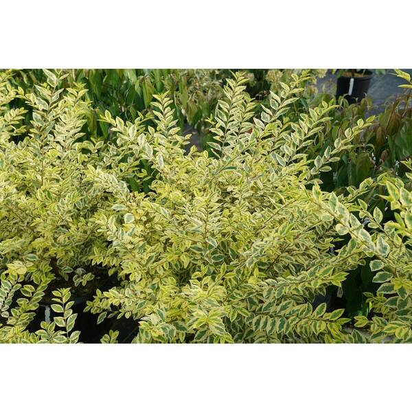 Privet | Good Vibrations | Proven Winners Shrubs 4.5" Quart / Ships Now