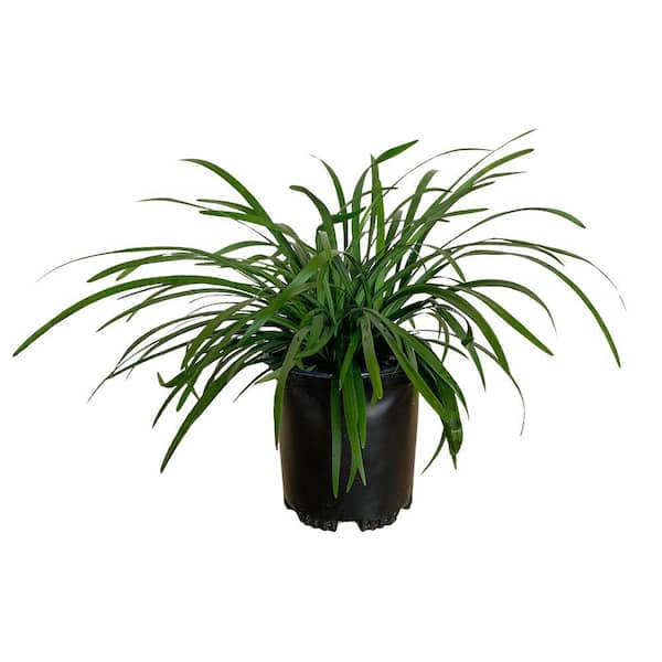 SMART PLANET 2.5 QT. Big Blue Liriope Grass with Purple Flowers