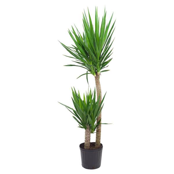 Pure Beauty Farms 1.9 Gal. Yucca Cane Plant in 9.25 In. Grower's Pot
