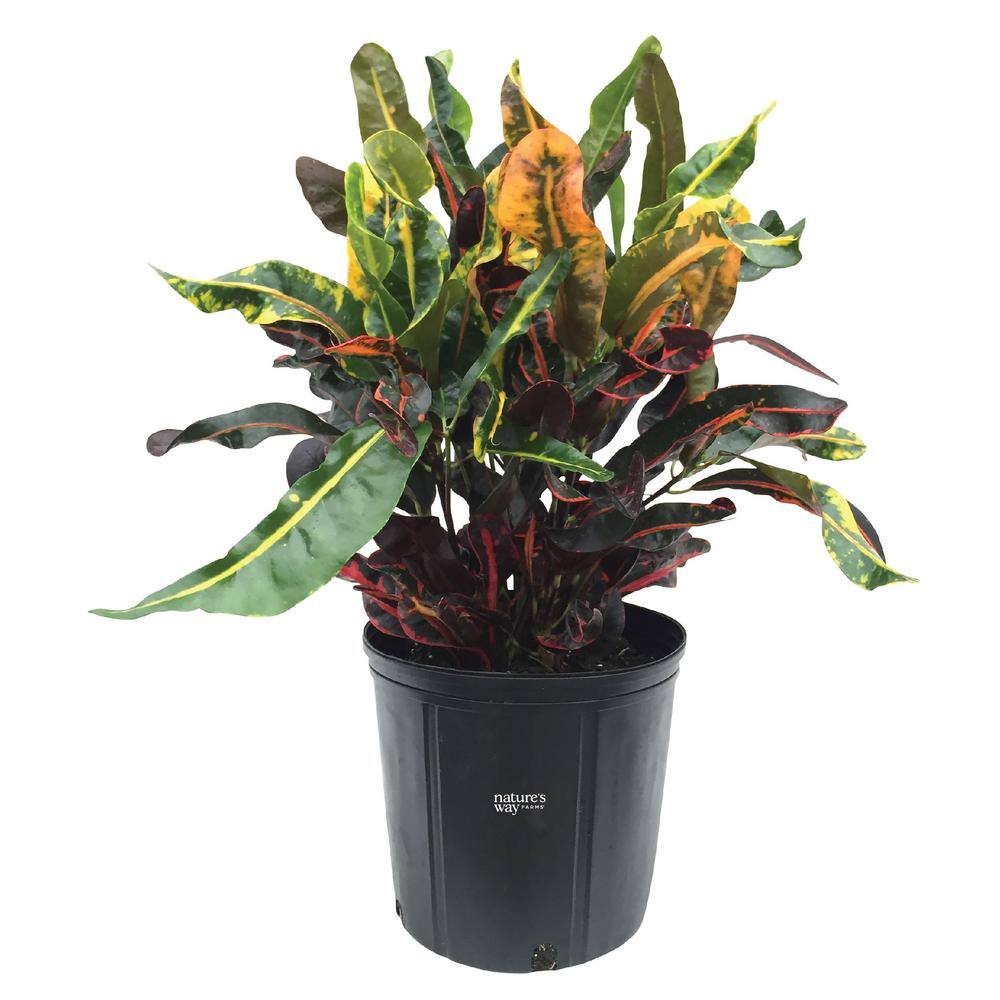 Croton Mamey Live Outdoor Plant in Growers Pot Average Shipping Height 2-3 Ft. Tall price history on PriceWatchPro
