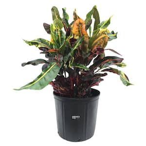 Croton Mamey Live Outdoor Plant in Growers Pot Average Shipping Height 2-3 Ft. Tall