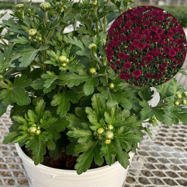 PROVEN WINNERS 1 Gal. Royale, Proven Selections Purple Patty Garden Mum (Chrysanthemum), Live Plant (1-Pack)