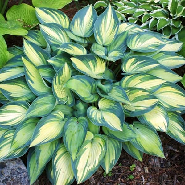 Pure Beauty Farms 2.5 Qt. Hosta White Variegated Leaf in 6.3 in. Grower's Pot (2-Pack)