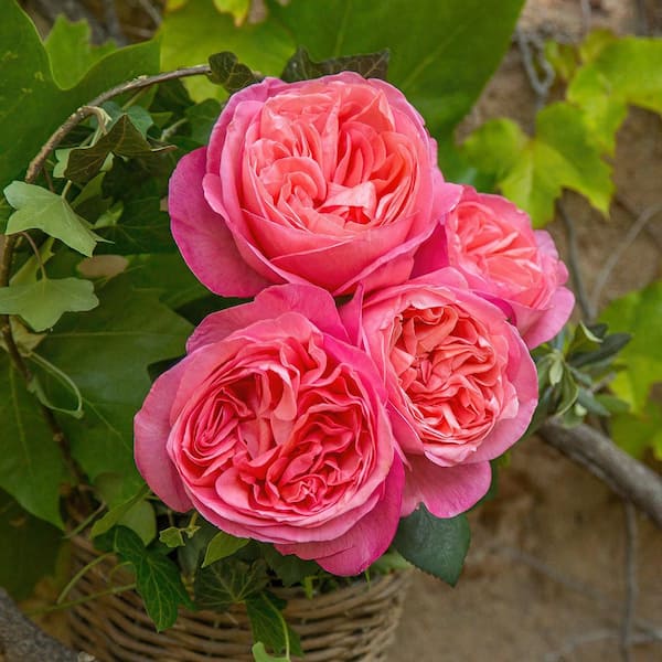 メイフラワー Girly Floral Wallpaper – Mayflower Wallpaper