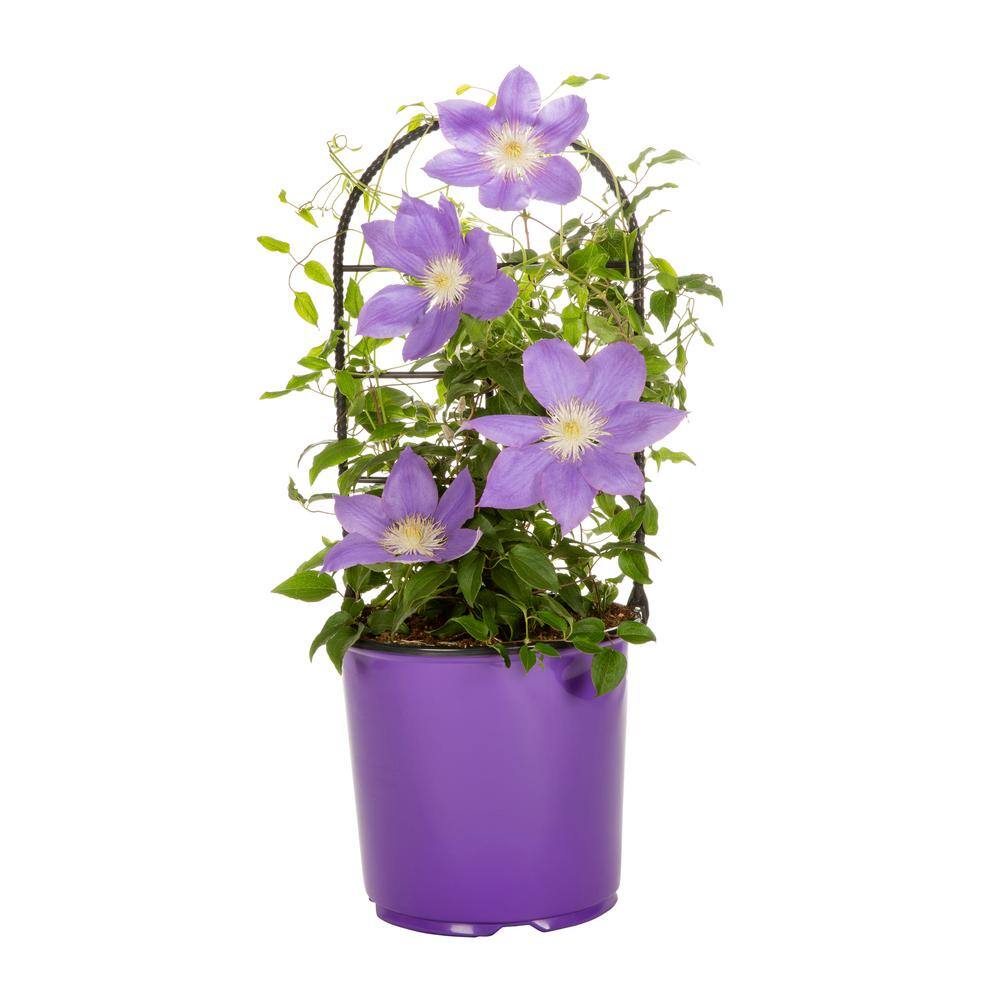 METROLINA GREENHOUSES 1.5 Gal. Clematis Leather flower Purple Perennial ...