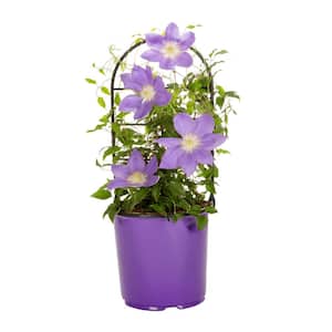 1.5 Gal. Clematis Leather flower Purple Perennial Plant (1-Pack)