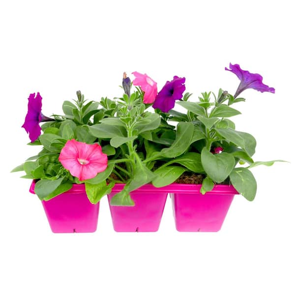 EASY WAVE 6-Pack Opposites Attract Mix Easy Wave Petunia Annual Plant ...