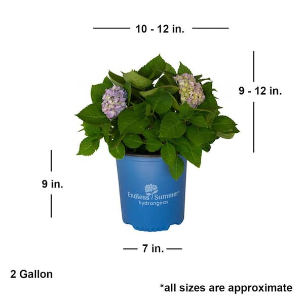 Endless Summer 2 Gal. The Original Reblooming Hydrangea Flowering Shrub  with Pink or Blue Flowers 26292 - The Home Depot