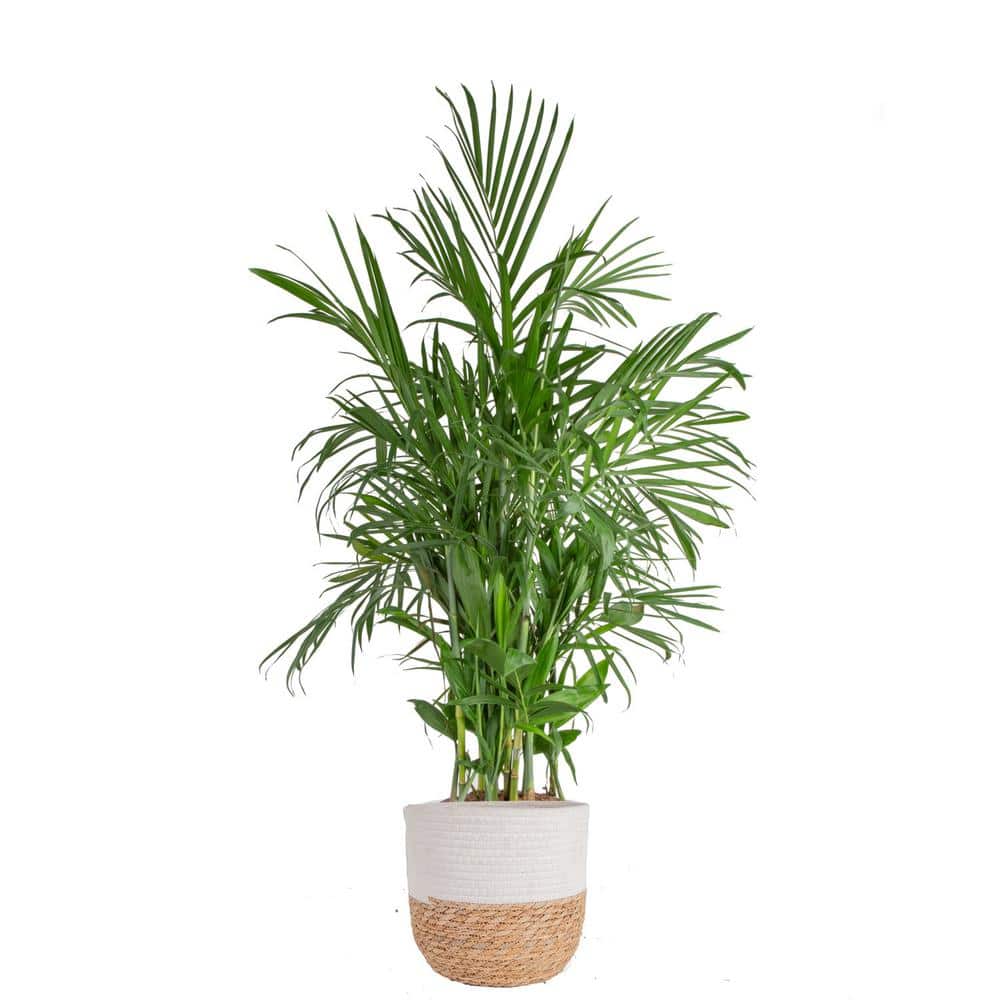 Costa Farms Bamboo Palm, Chamaedorea seifrizi Plant in 10 in
