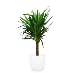 Yucca Cane in 8.75 in. White Decor Pot