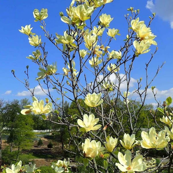 2 gal. Elizabeth Deciduous Japanese Magnolia Tree with Yellow