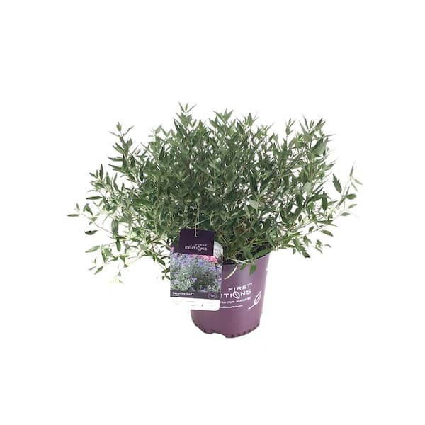 FIRST EDITIONS 2 Gal. Sapphire Surf Bluebeard Flowering Shrub with Stunning Blue Flowers