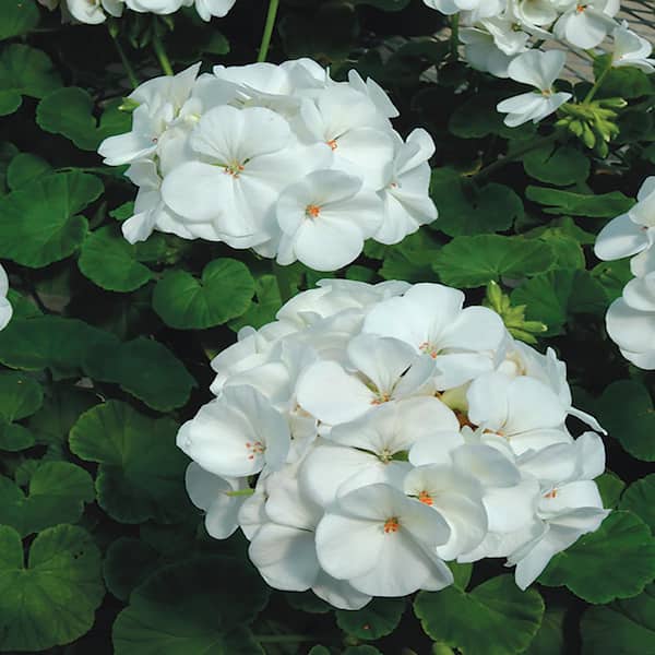 Unbranded 3.5-Pint White Geranium Seeds
