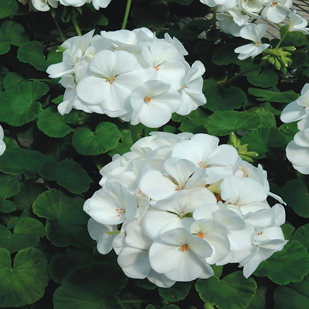 Vigoro 1 Qt. White Geranium Annual Plant 61072 The Home Depot