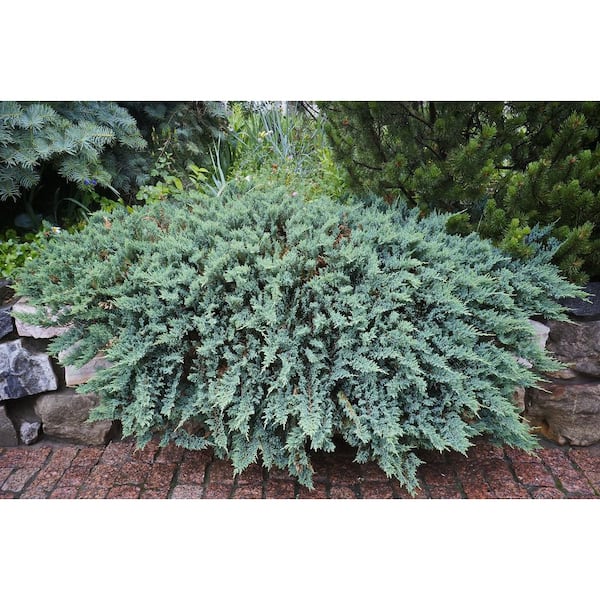 1 Gal. Blue Rug Creeping Juniper Live Evergreen Shrub (3-Pack)
