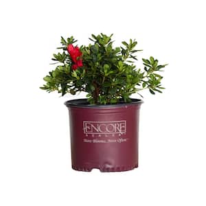 3 Gal. Autumn Bonfire Shrub with Clear Red Reblooming Flowers