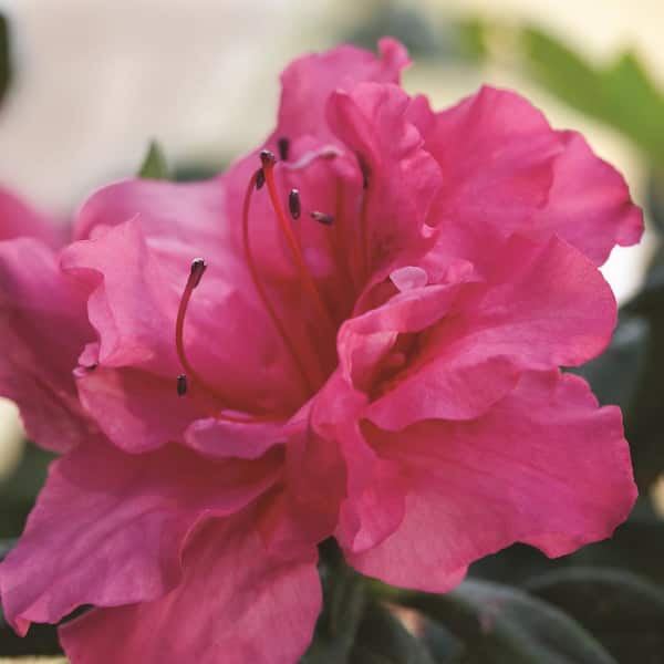 1 Gal. Autumn Rouge Shrub with Bright Pink Flowers
