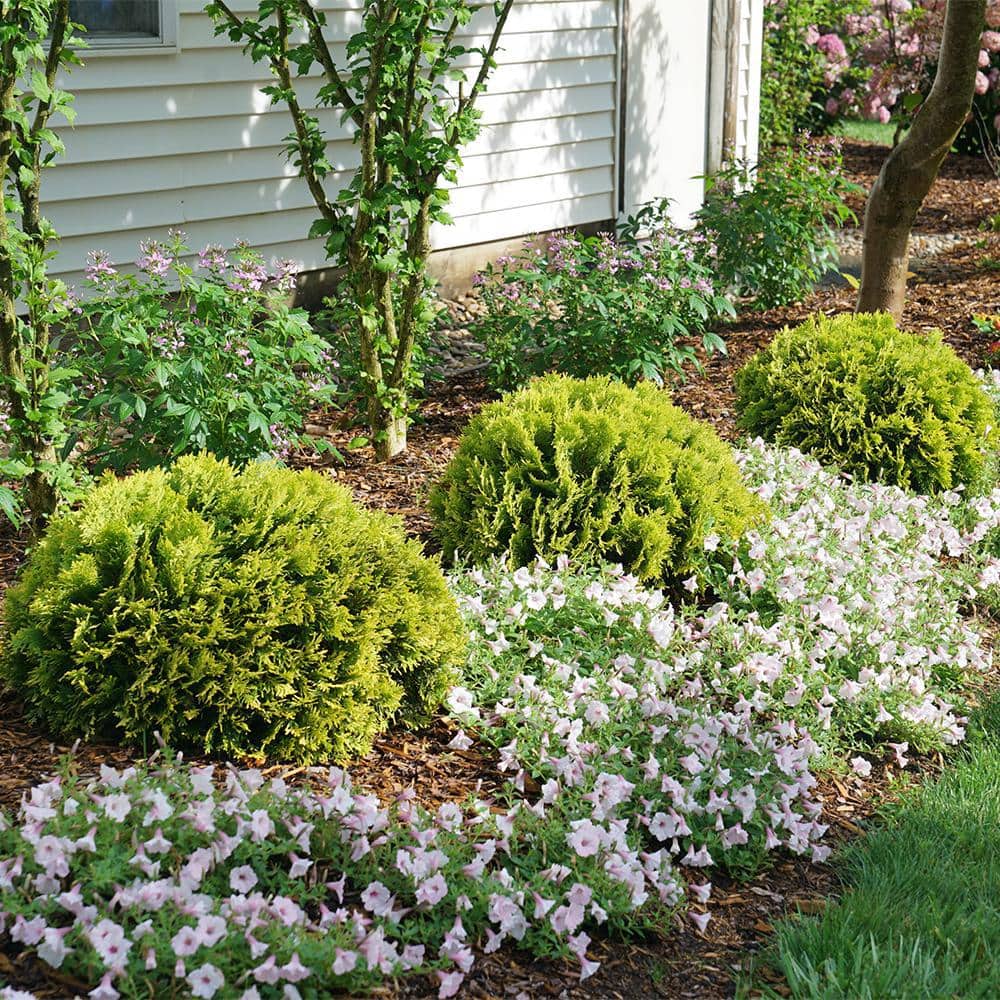 2 Gallon Bright Yellow Evergreen Arborvitae Shrub